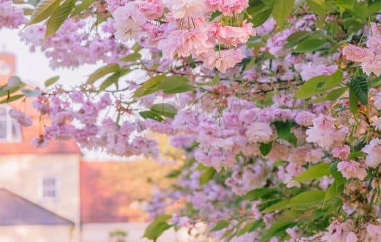 Smart Garden Planning with AI Technology